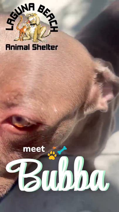 Enlarge Bubba, a ADOPTABLE Pit Bull Terrier in Laguna Beach, CA video 2/2
