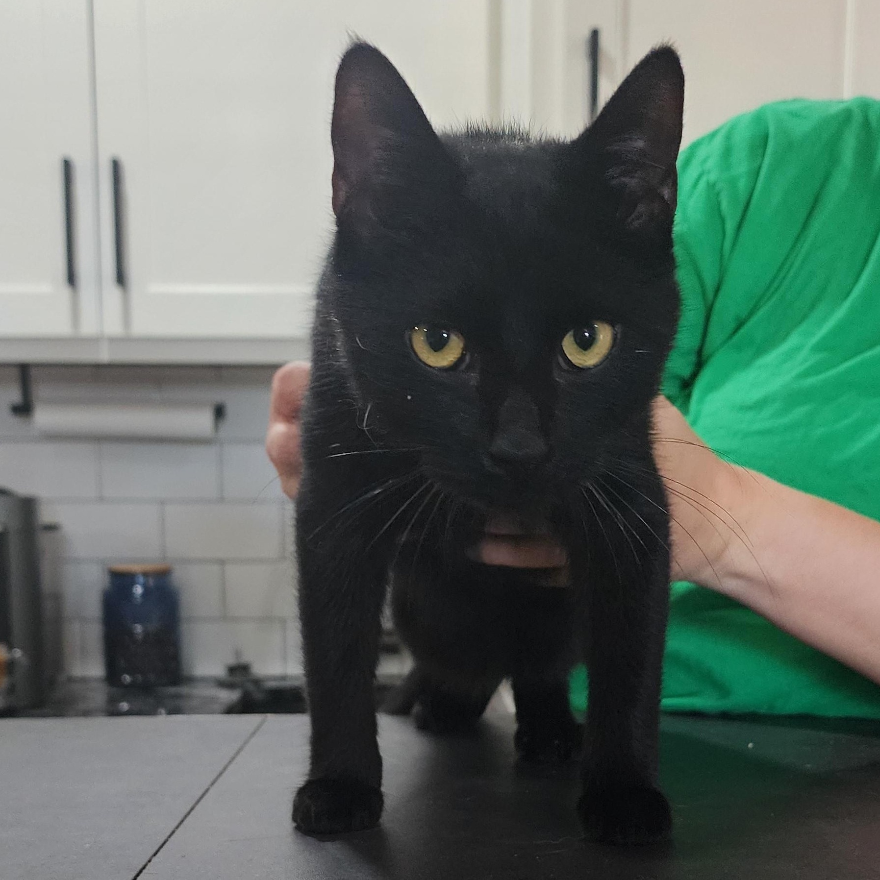 Jack Jones, Young Male American Shorthair