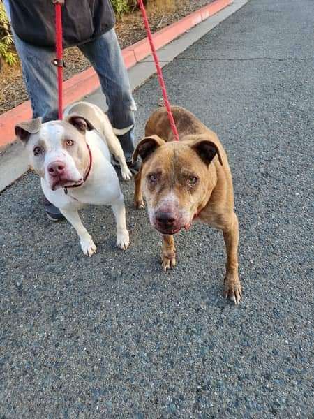 Stewart (and Gretchen), a Adoptable Pit Bull Terrier image 2/6