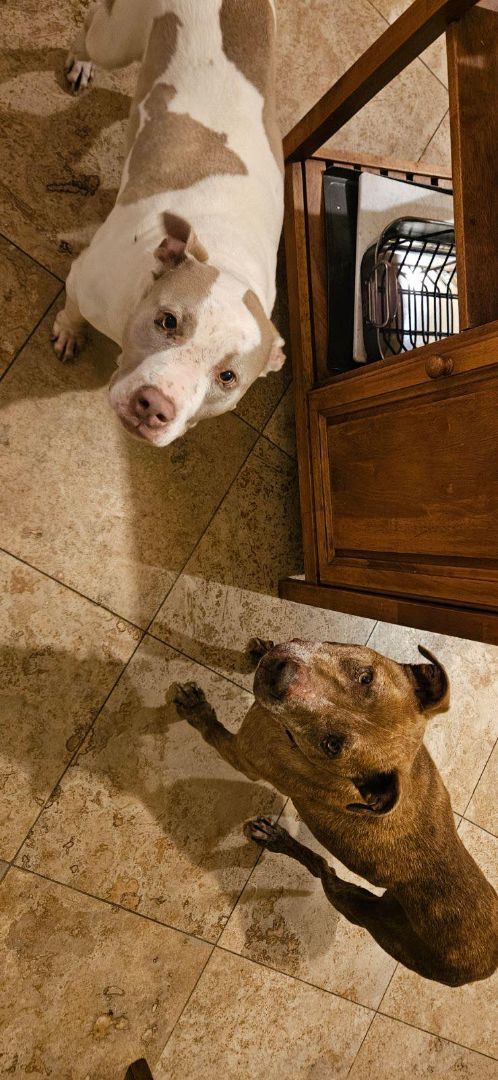 Stewart (and Gretchen), a Adoptable Pit Bull Terrier image 3/6