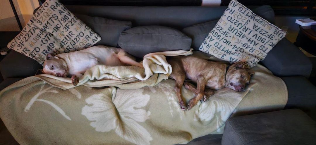 Stewart (and Gretchen), a Adoptable Pit Bull Terrier image 4/6