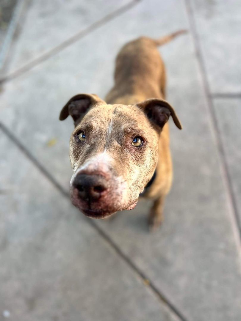 Stewart (and Gretchen), a Adoptable Pit Bull Terrier image 6/6