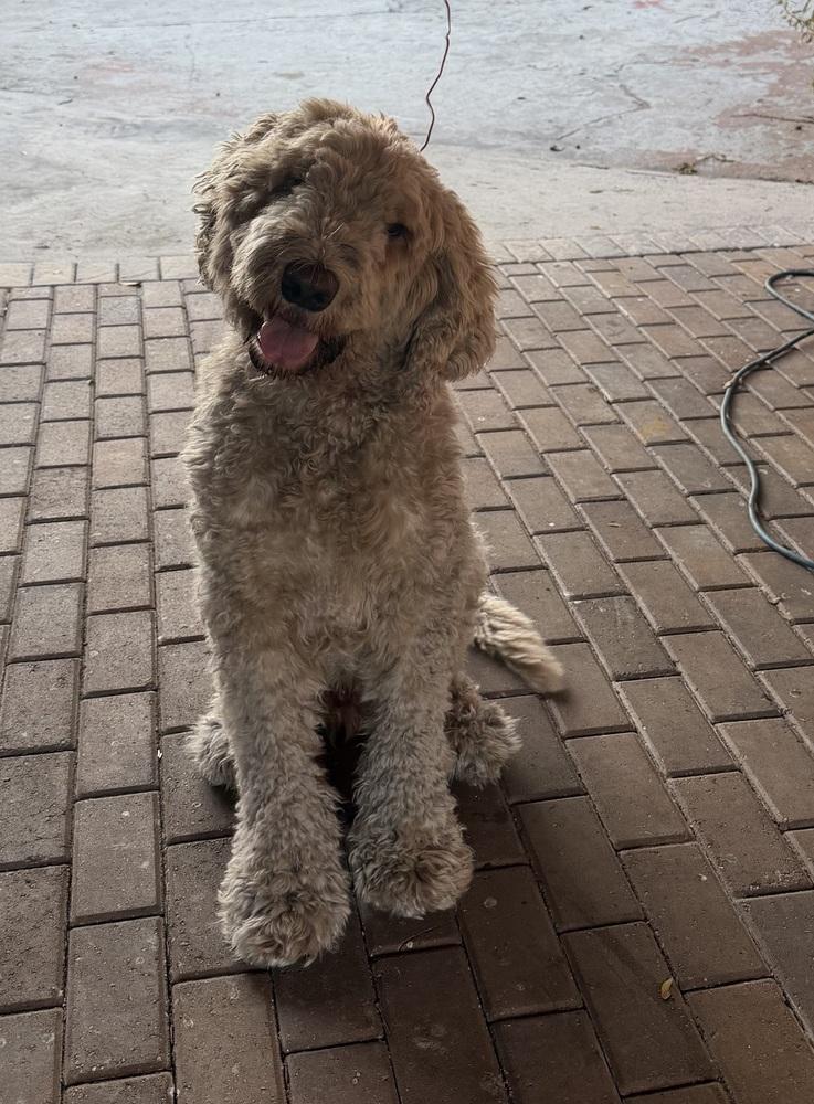 Caramelo, Adoptable, Adult Male Labradoodle.