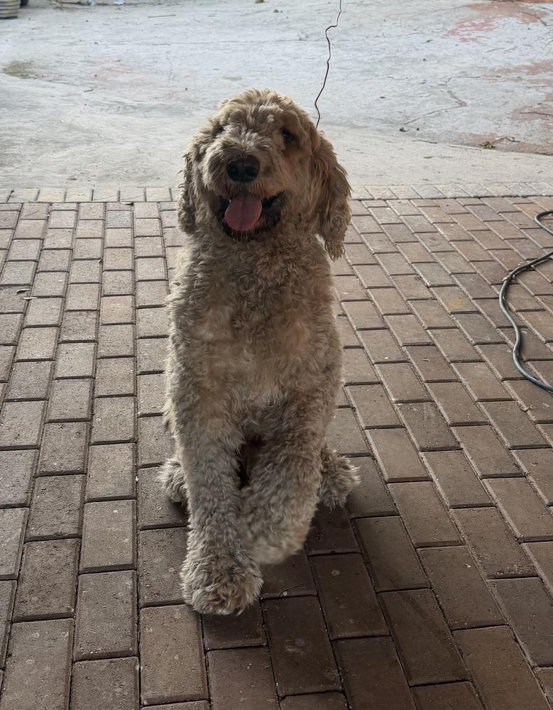 Enlarge Caramelo, a Adoptable Labradoodle in Lakeland, FL image 2/2