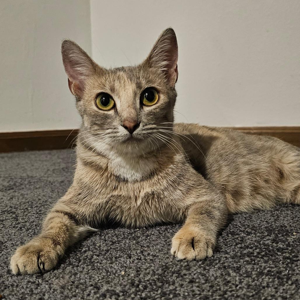 Jeanie, Adoptable, Young Female Domestic Short Hair.