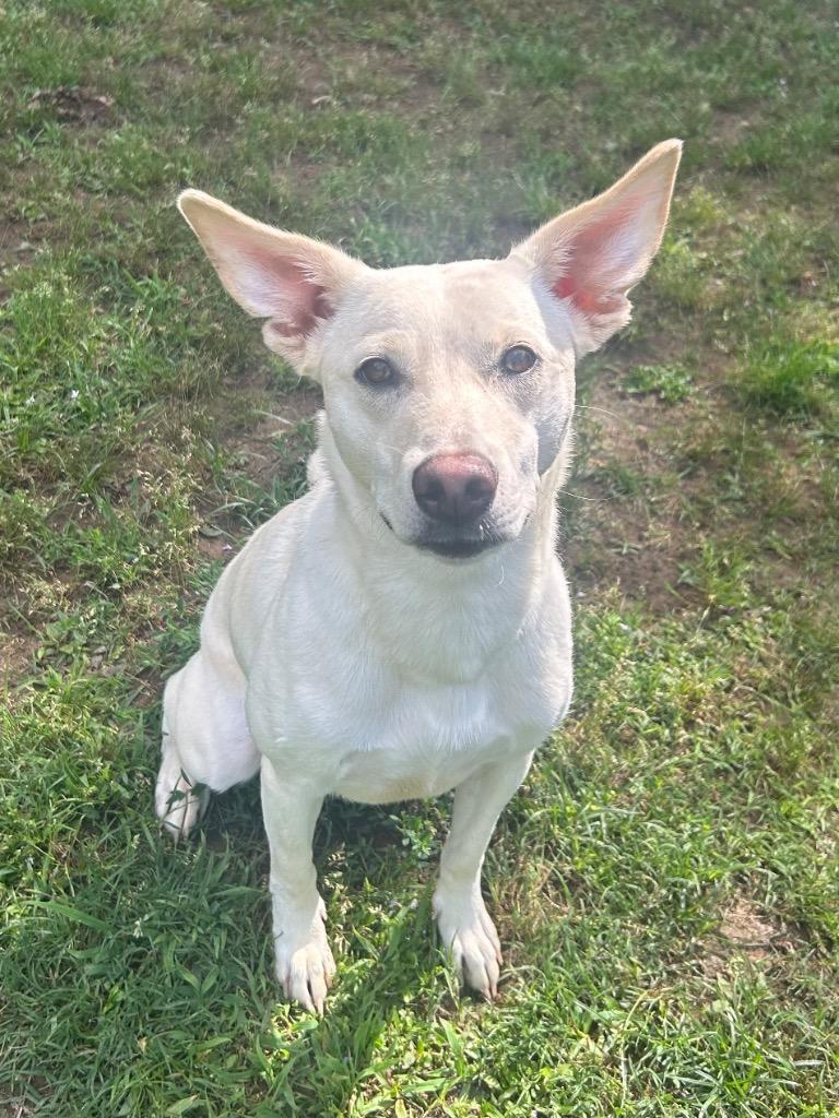Enlarge Foxy, a Adoptable Irish Terrier in Benton, AR image 1/4