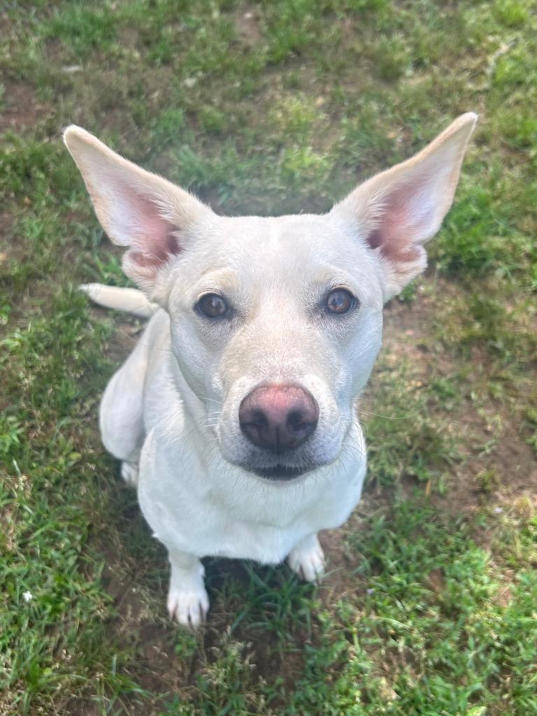 Enlarge Foxy, a Adoptable Irish Terrier in Benton, AR image 2/4