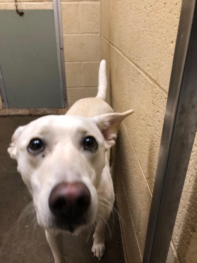 Enlarge Foxy, a Adoptable Irish Terrier in Benton, AR image 3/4