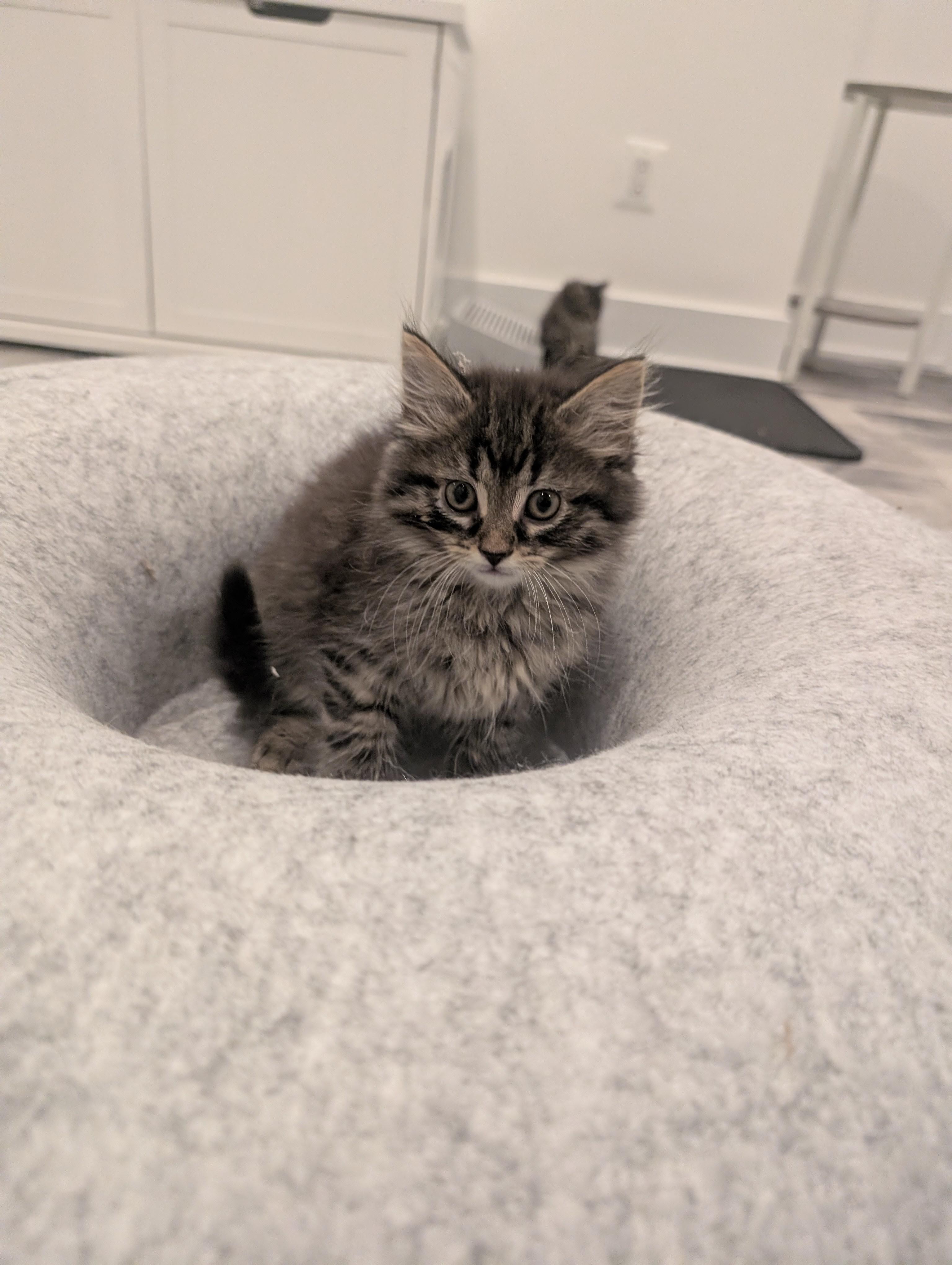 Cafe Kittens - Matcha, ADOPTABLE, Kitten Female Domestic Medium Hair.
