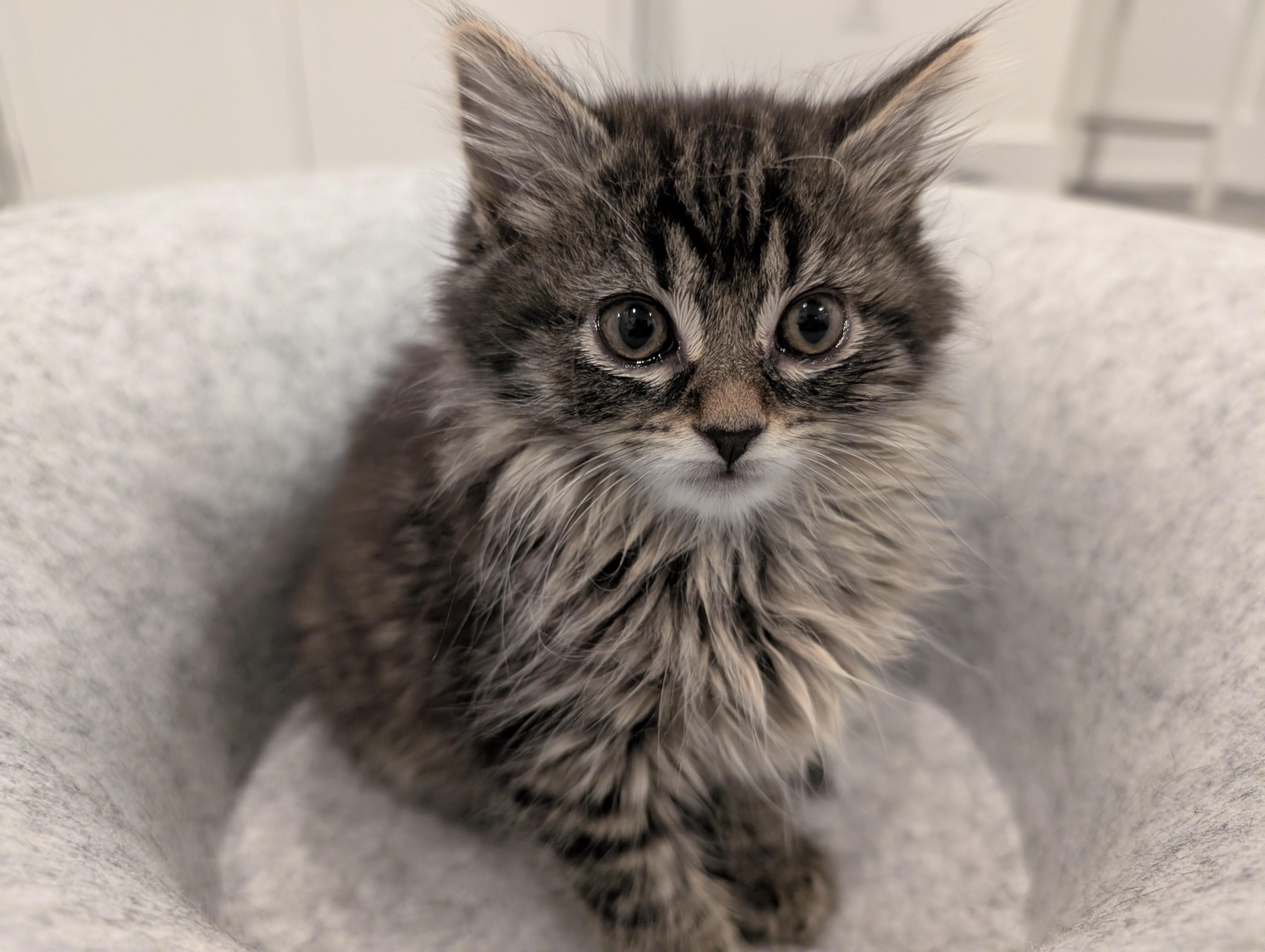 Cafe Kittens - Matcha, a ADOPTABLE Domestic Medium Hair in Leesburg, VA image 3/3