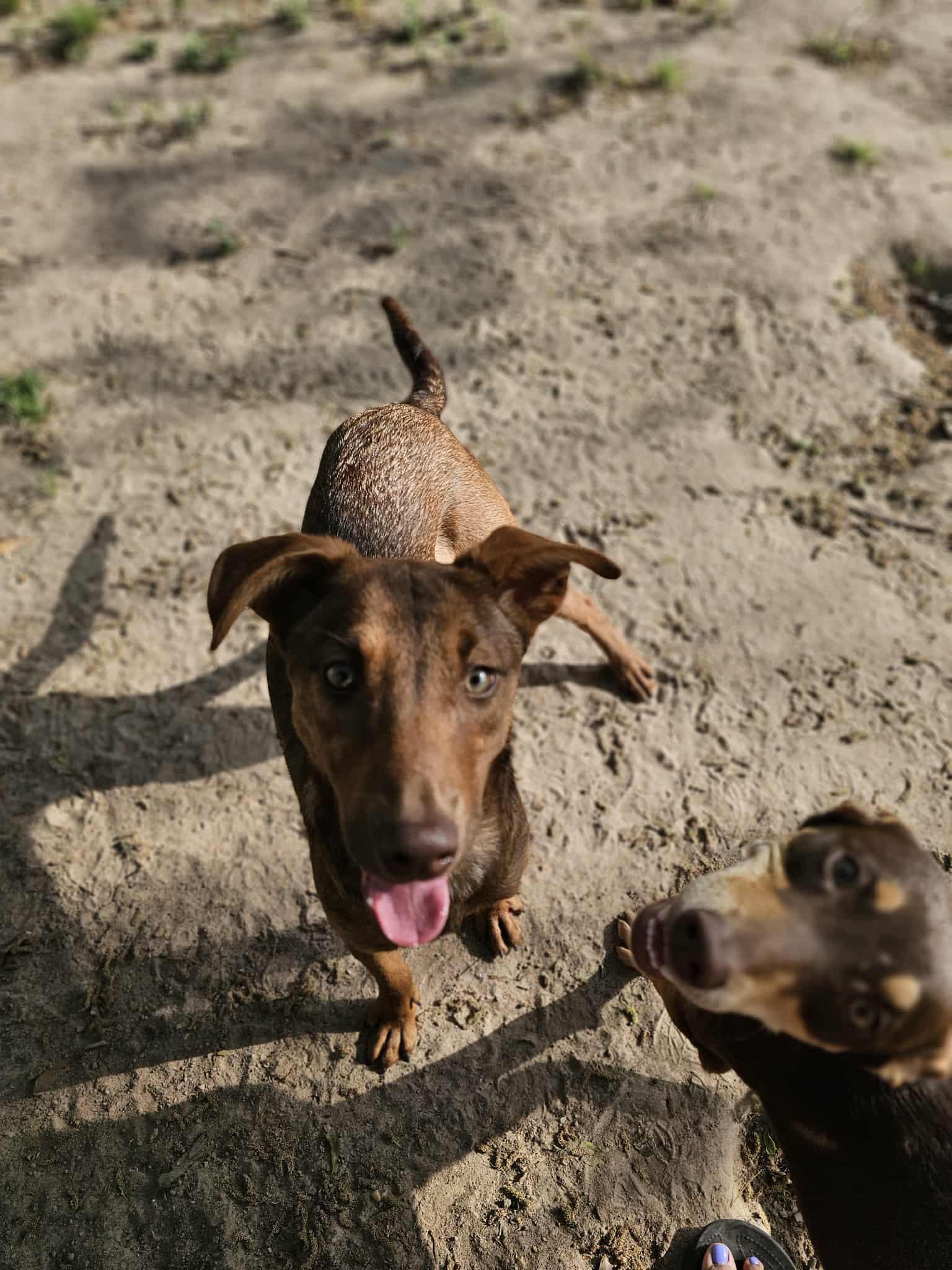 Nutella, ADOPTABLE, Puppy Female Dutch Shepherd & Miniature Pinscher.