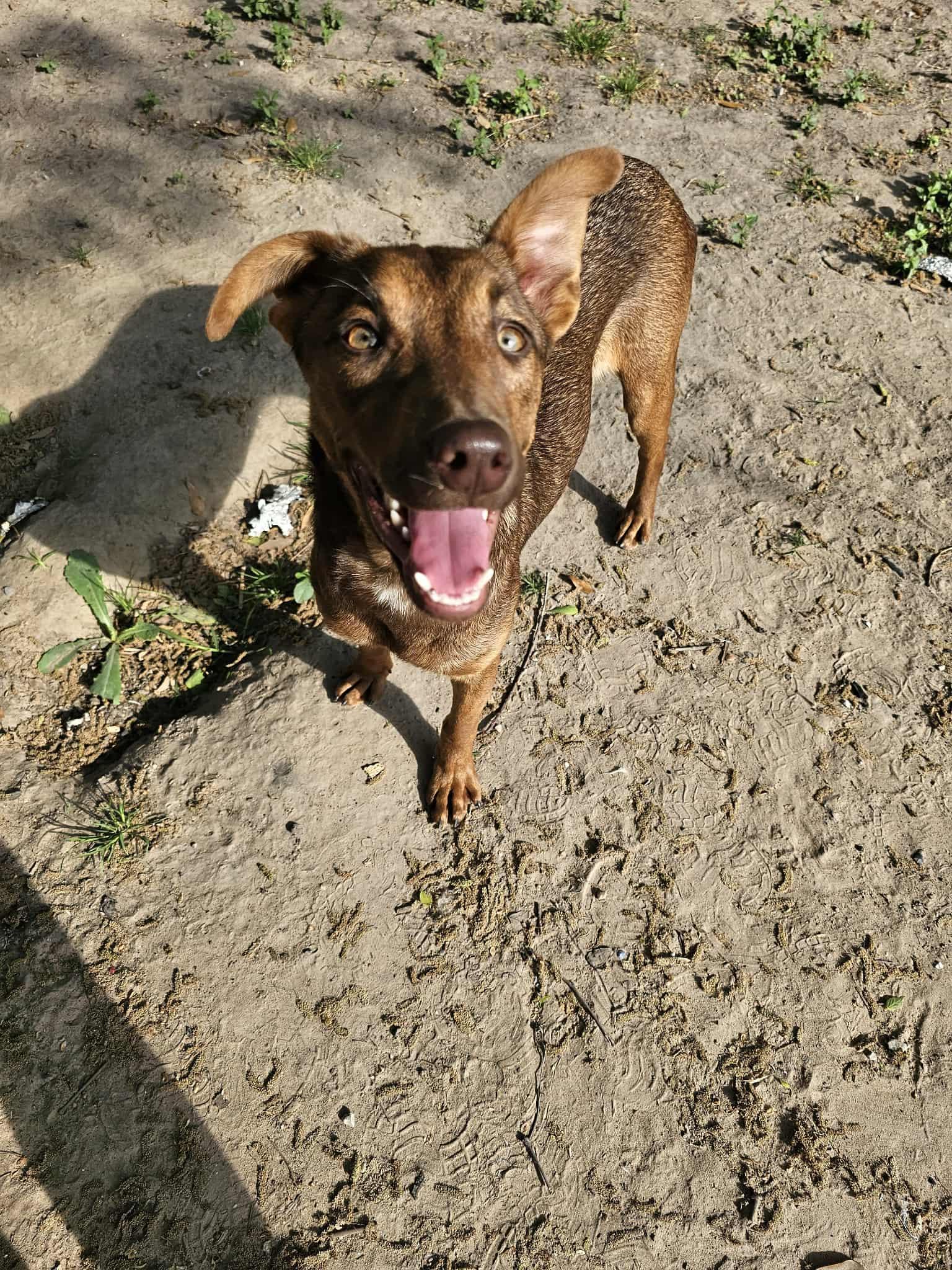 Enlarge Nutella, a ADOPTABLE mixed breed in COVINGTON, WA image 3/6