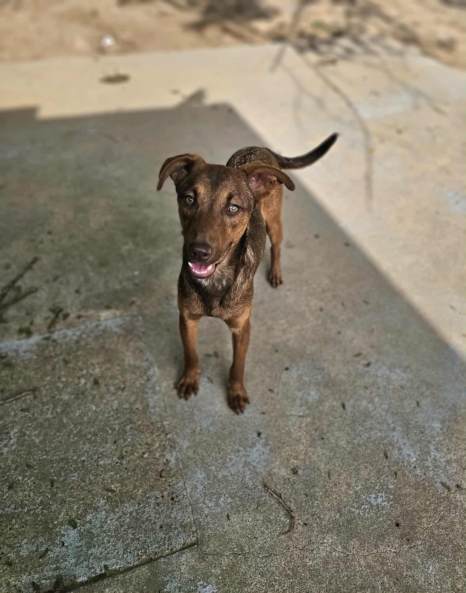 Enlarge Nutella, a ADOPTABLE mixed breed in COVINGTON, WA image 5/6