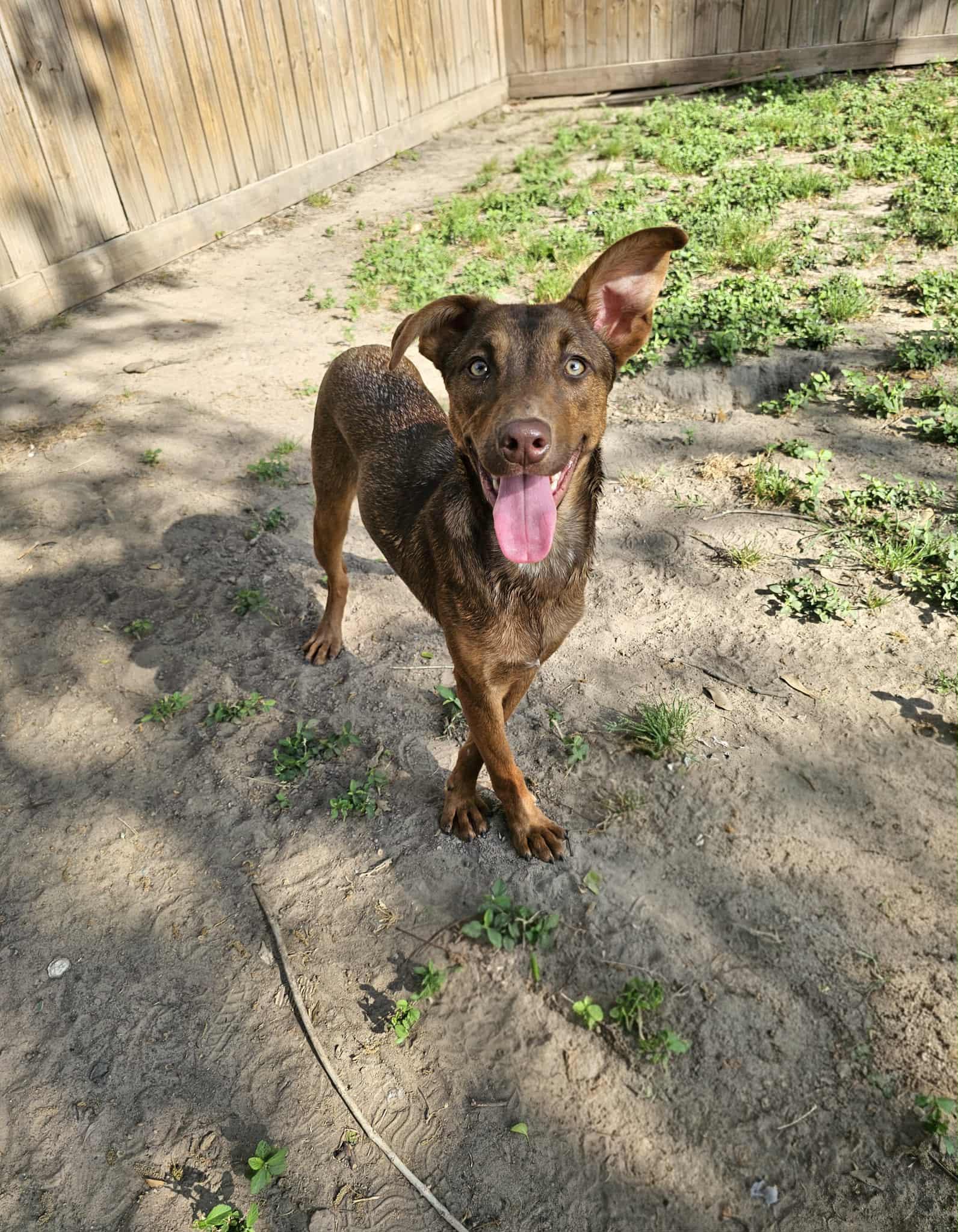 Enlarge Nutella, a ADOPTABLE mixed breed in COVINGTON, WA image 2/6