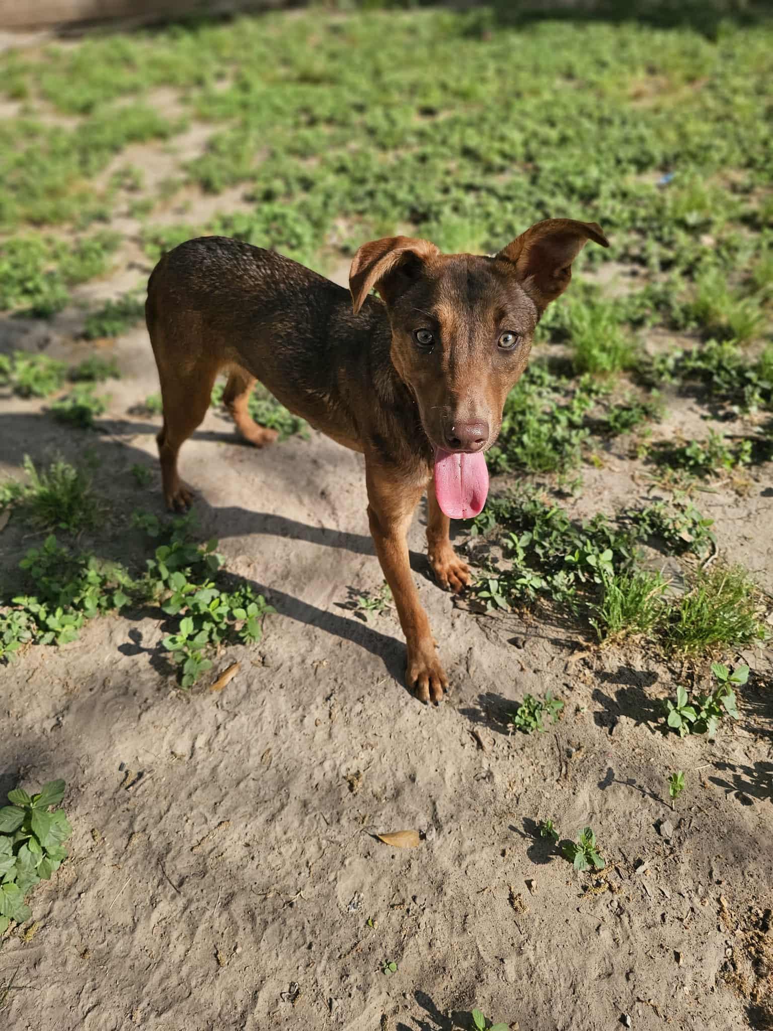 Enlarge Nutella, a ADOPTABLE mixed breed in COVINGTON, WA image 4/6