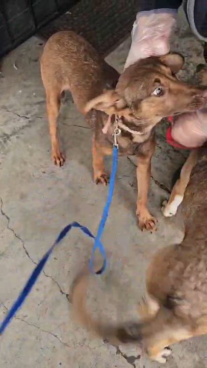 Enlarge Nutella, a ADOPTABLE mixed breed in COVINGTON, WA video 6/6