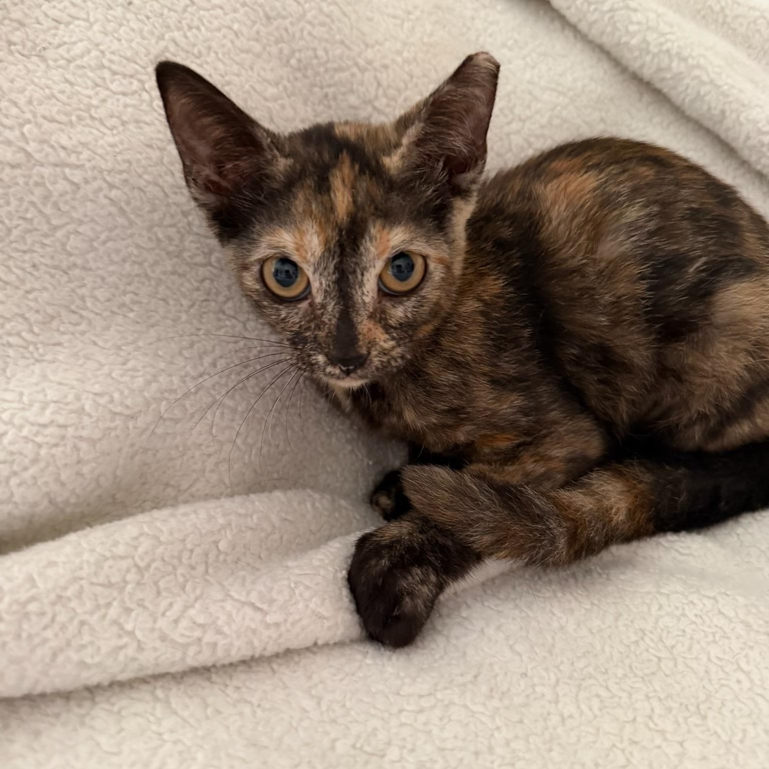 Peppercorn, adopted, Kitten Female Tortoiseshell & Domestic Short Hair.