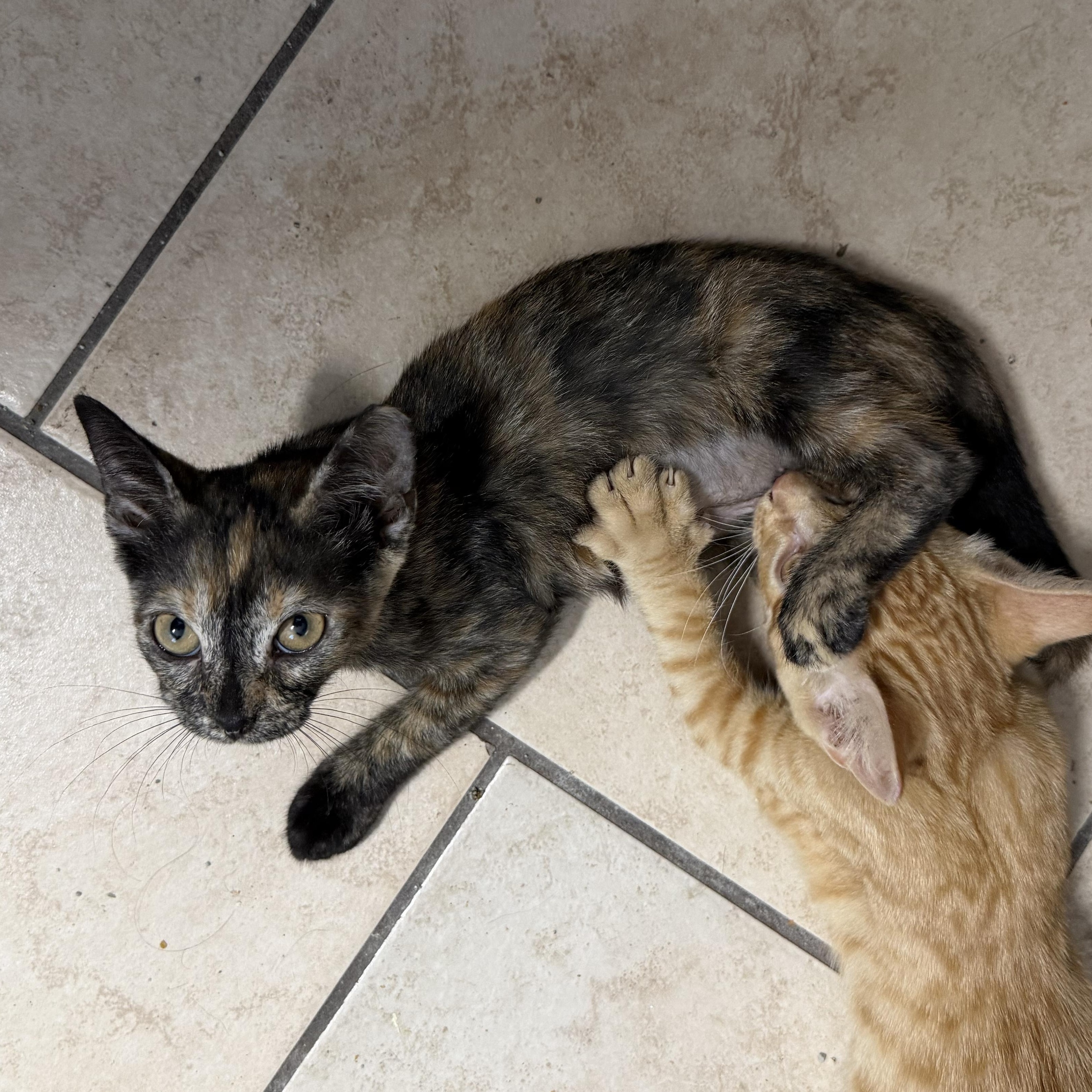 Peppercorn, an adopted mixed breed in New Orleans, LA image 2/2