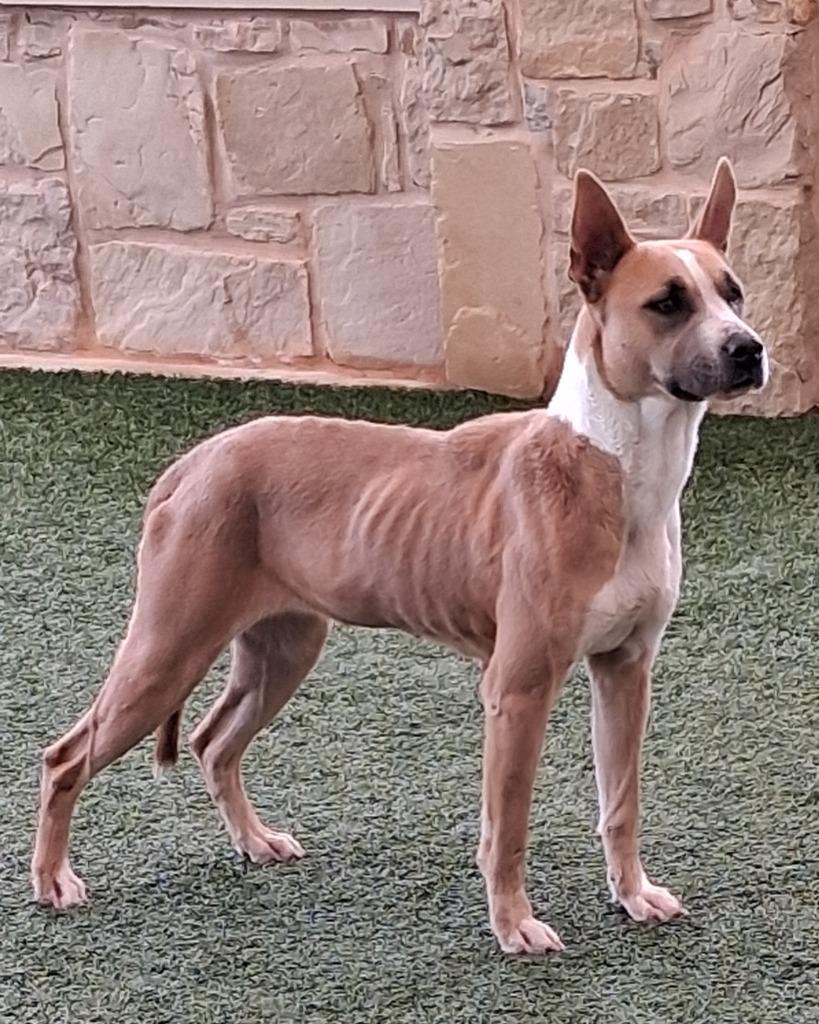 Enlarge Sally, a Adoptable mixed breed in Seguin, TX image 1/6