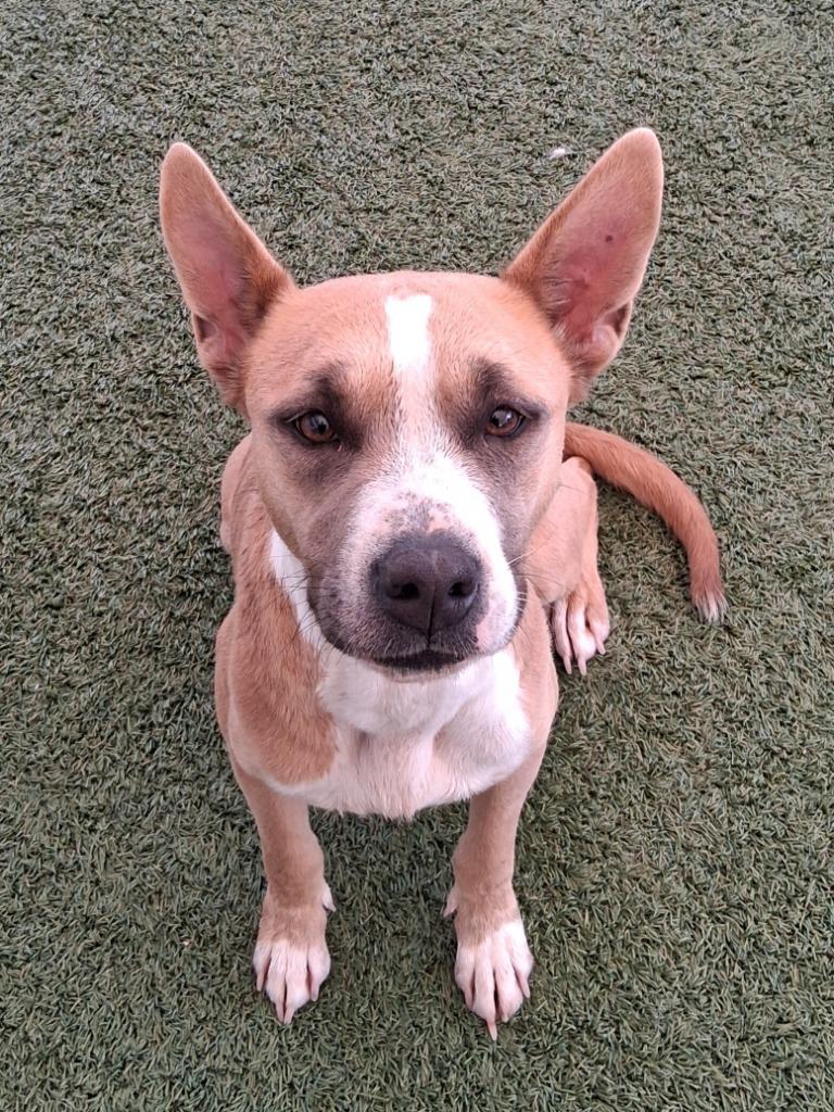 Enlarge Sally, a Adoptable mixed breed in Seguin, TX image 2/6