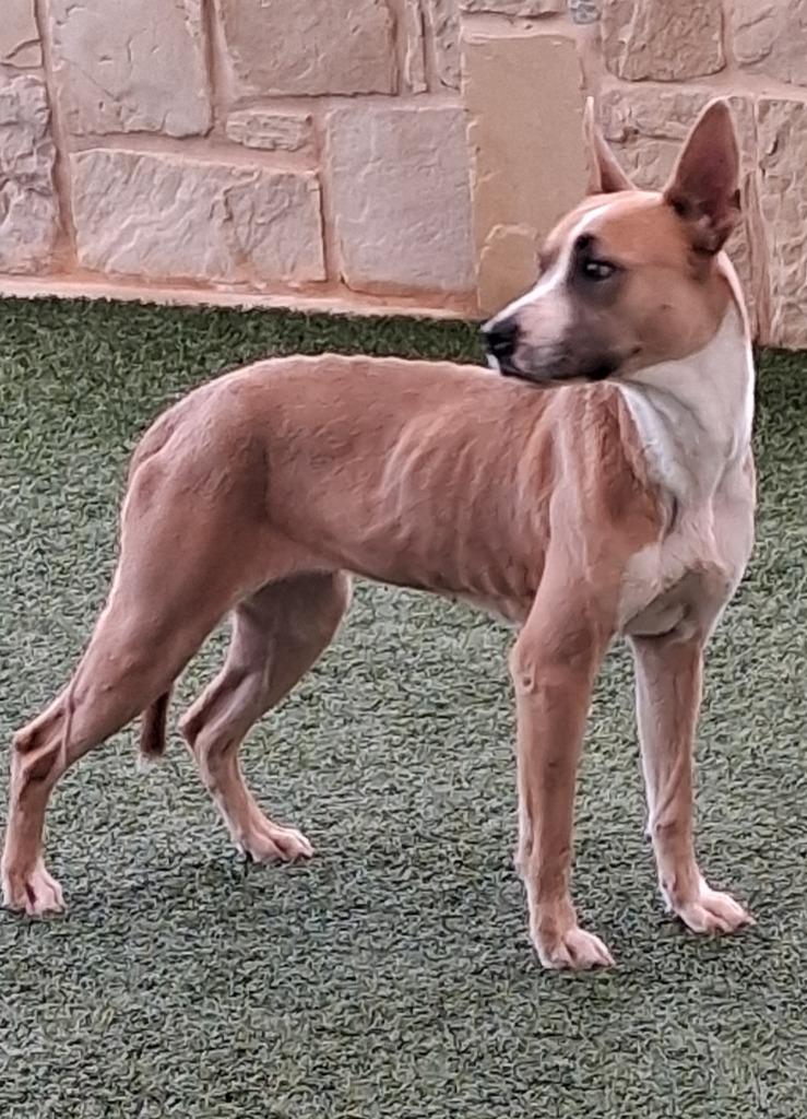 Enlarge Sally, a Adoptable mixed breed in Seguin, TX image 3/6