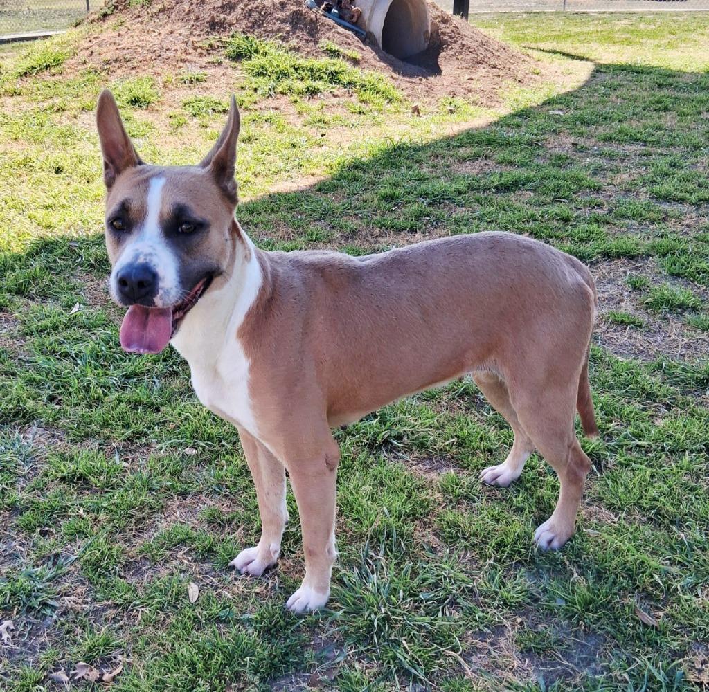 Enlarge Sally, a Adoptable mixed breed in Seguin, TX image 3/5