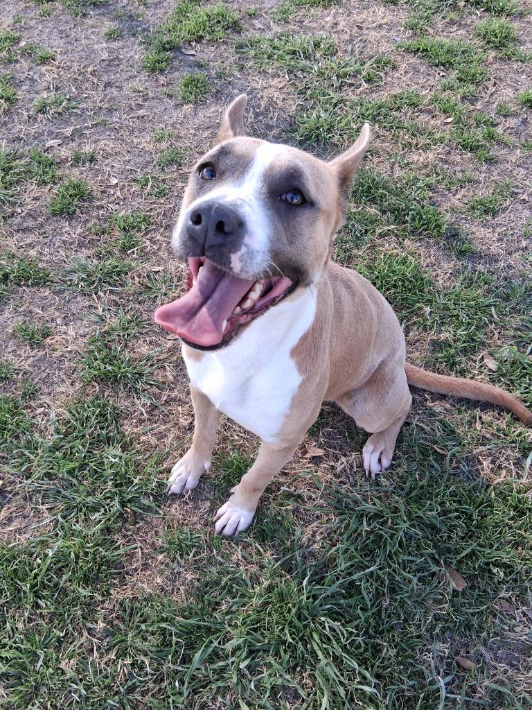 Enlarge Sally, a Adoptable mixed breed in Seguin, TX image 4/6