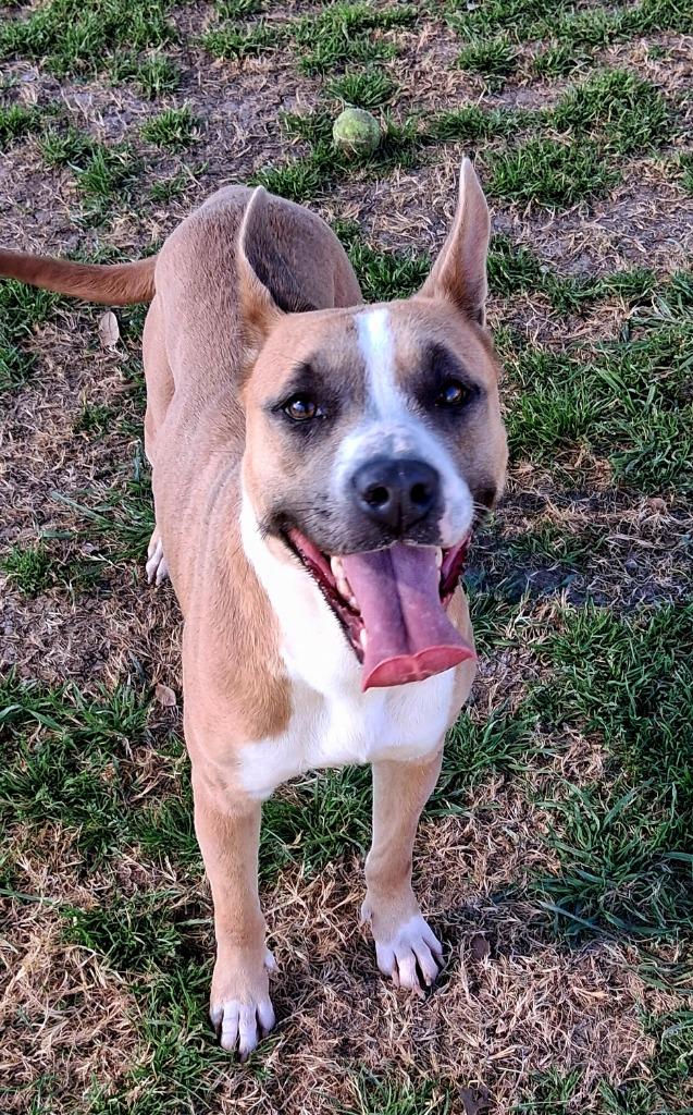 Enlarge Sally, a Adoptable mixed breed in Seguin, TX image 4/5