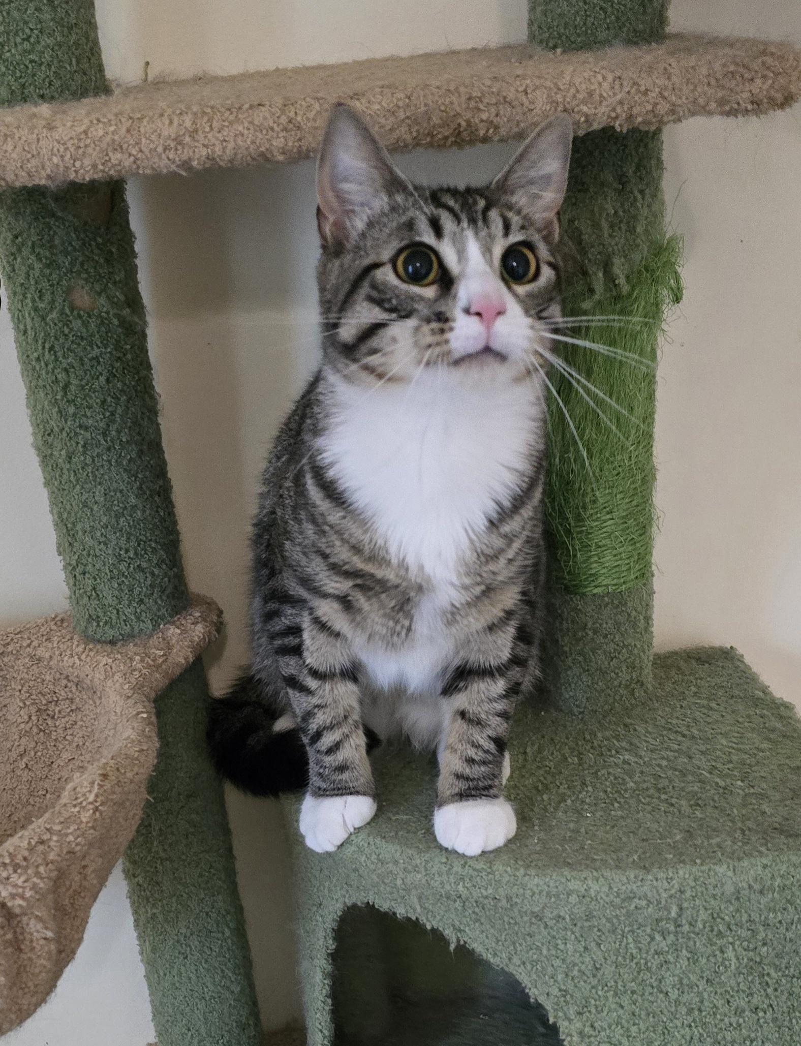 Enlarge Pudding Jones, a ADOPTABLE mixed breed in Canastota, NY image 5/6