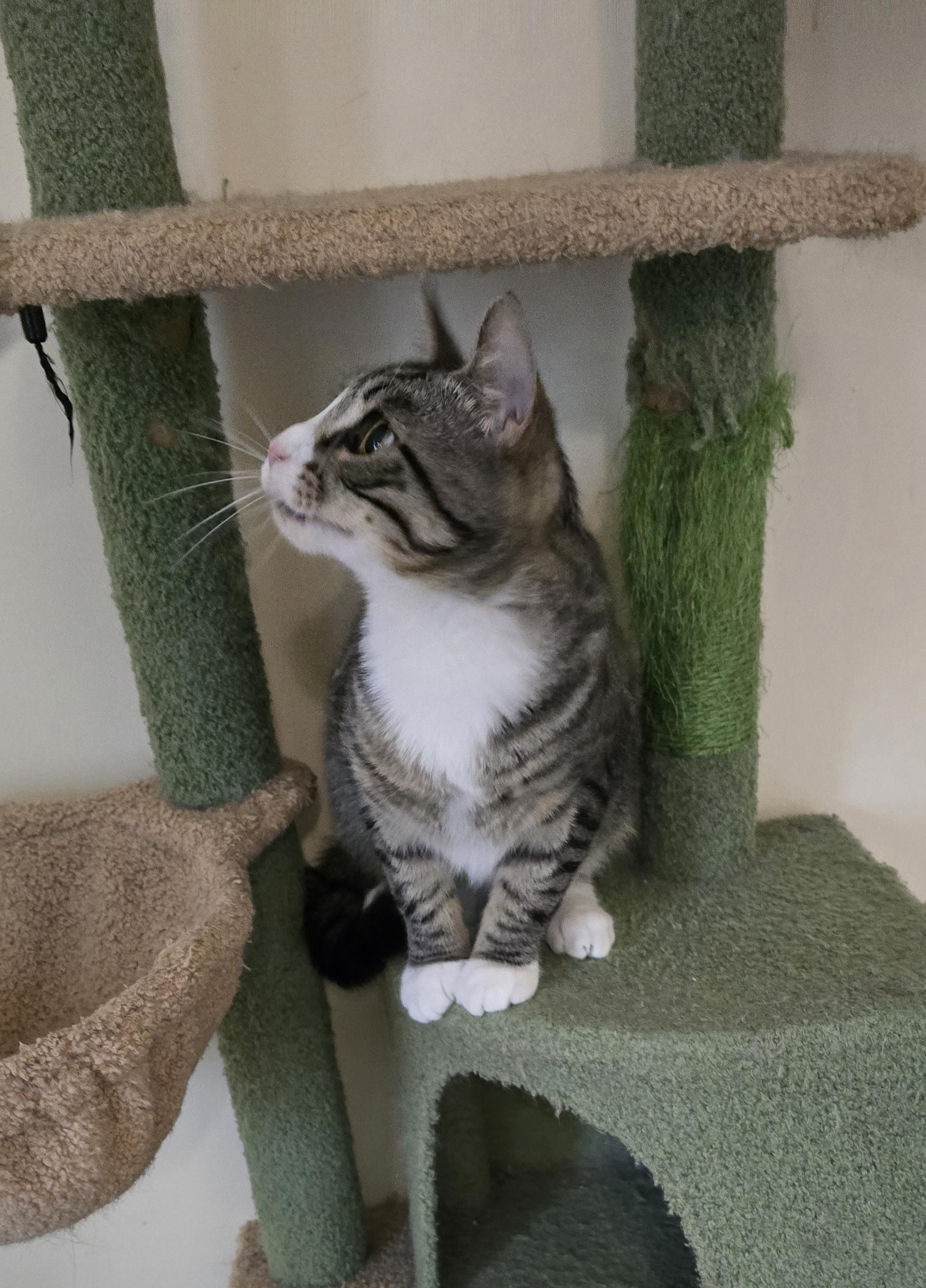 Enlarge Pudding Jones, a ADOPTABLE mixed breed in Canastota, NY image 6/6