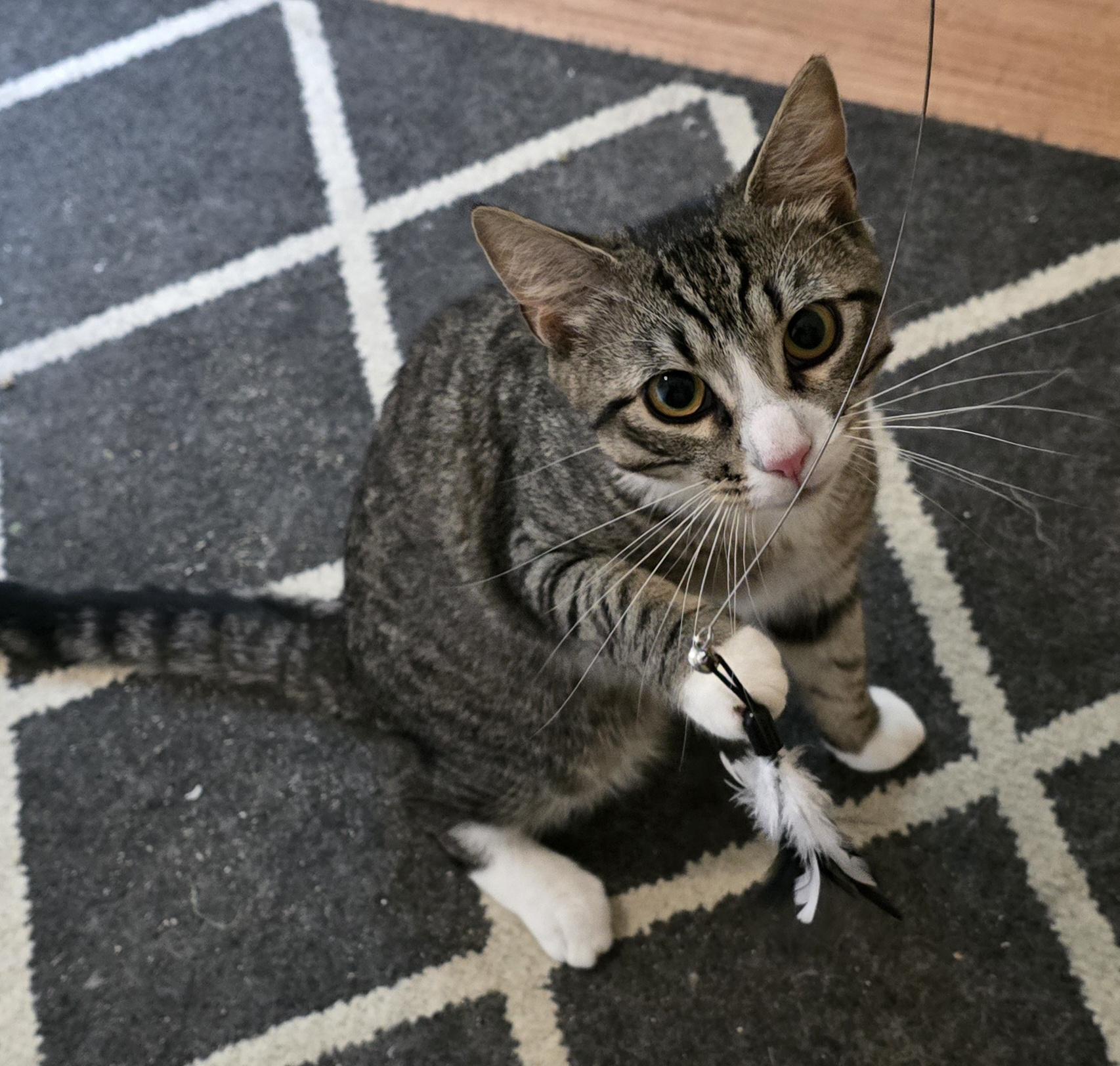 Enlarge Pudding Jones, a ADOPTABLE mixed breed in Canastota, NY image 3/6