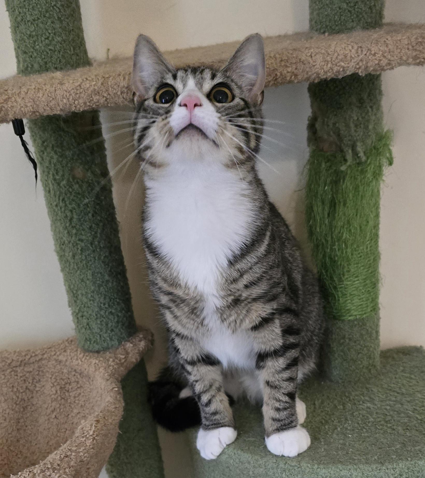 Enlarge Pudding Jones, a ADOPTABLE mixed breed in Canastota, NY image 4/6
