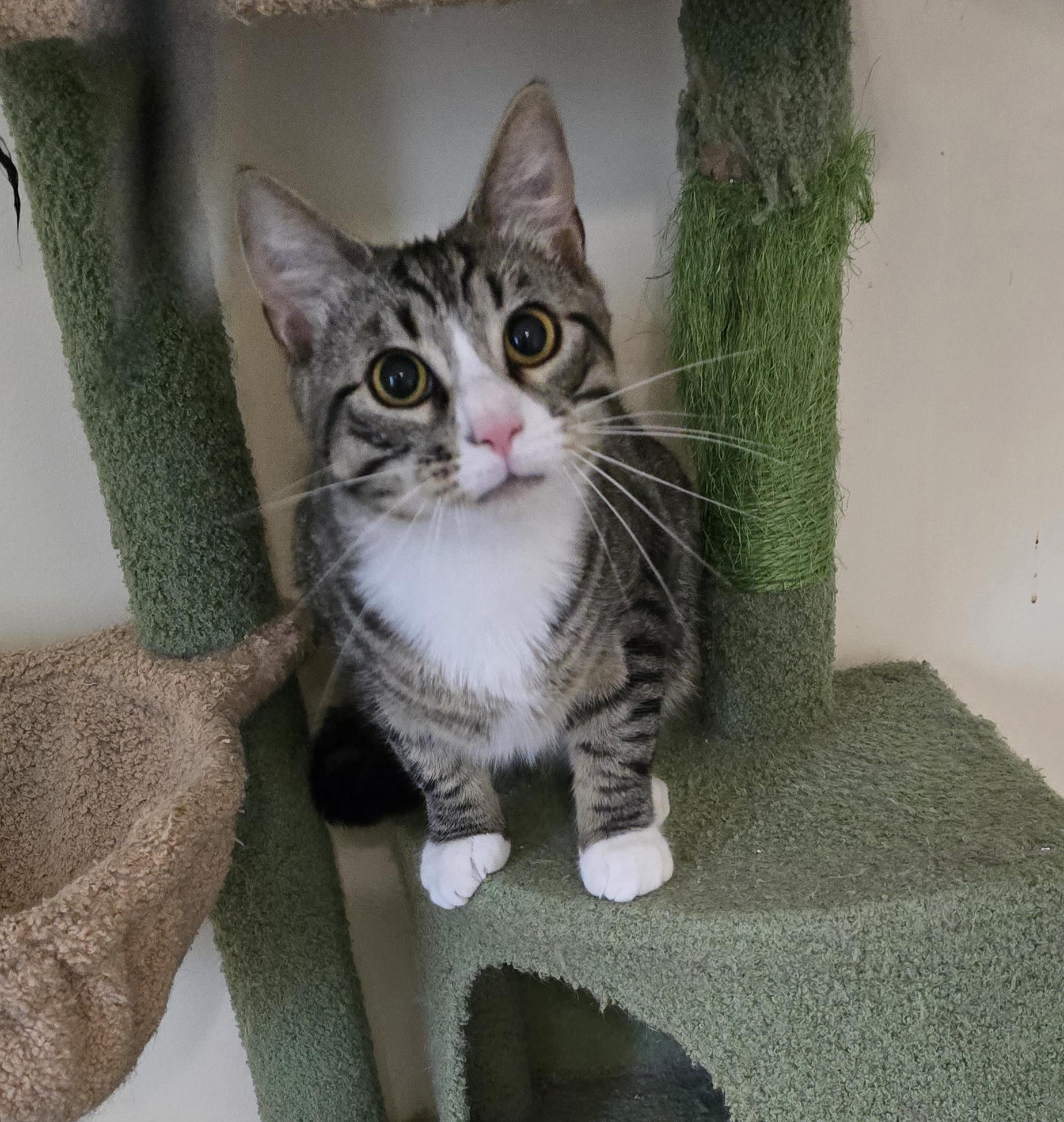 Pudding Jones, ADOPTABLE, Young Male Domestic Short Hair & Tabby.