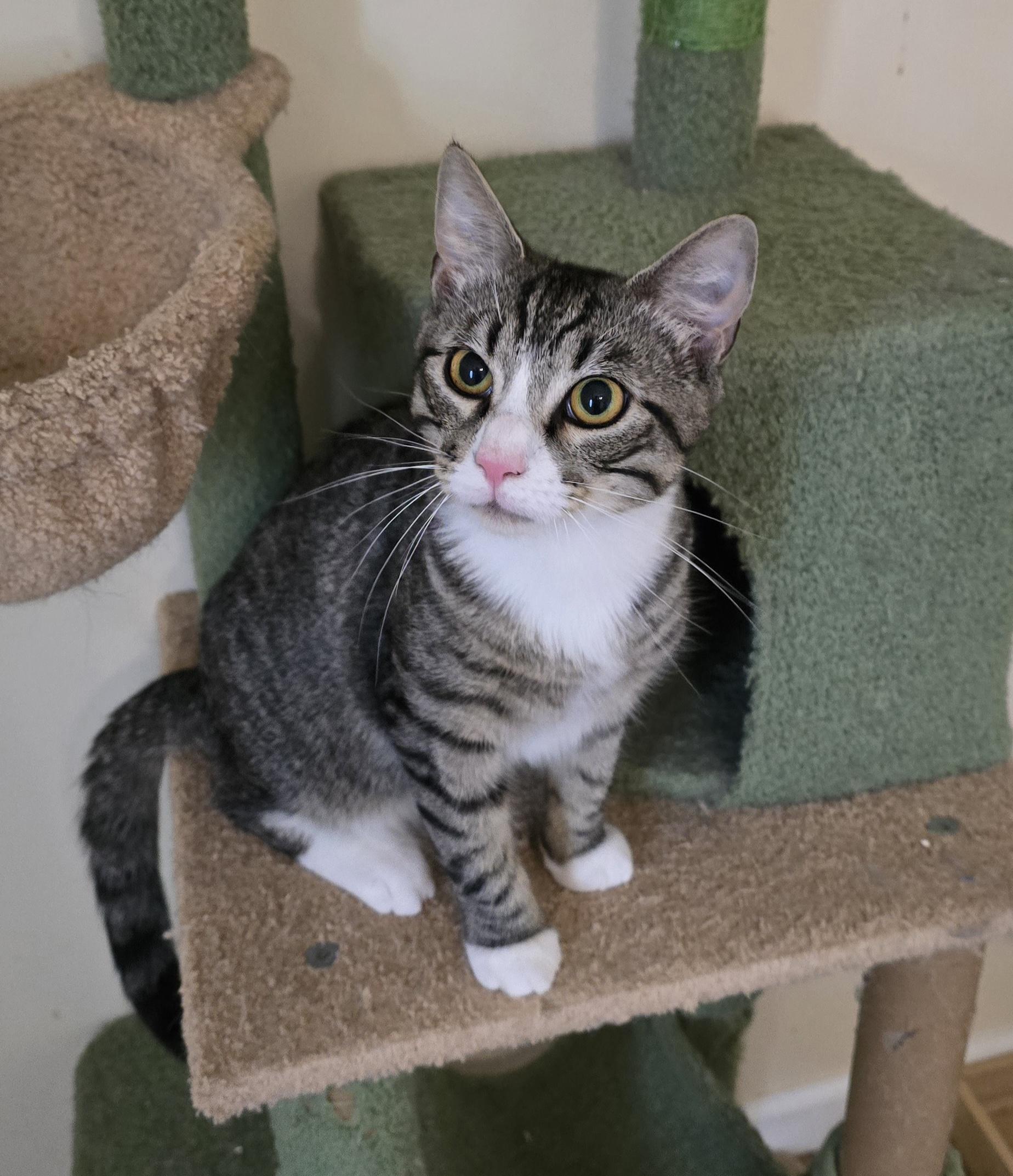 Enlarge Pudding Jones, a ADOPTABLE mixed breed in Canastota, NY image 2/6