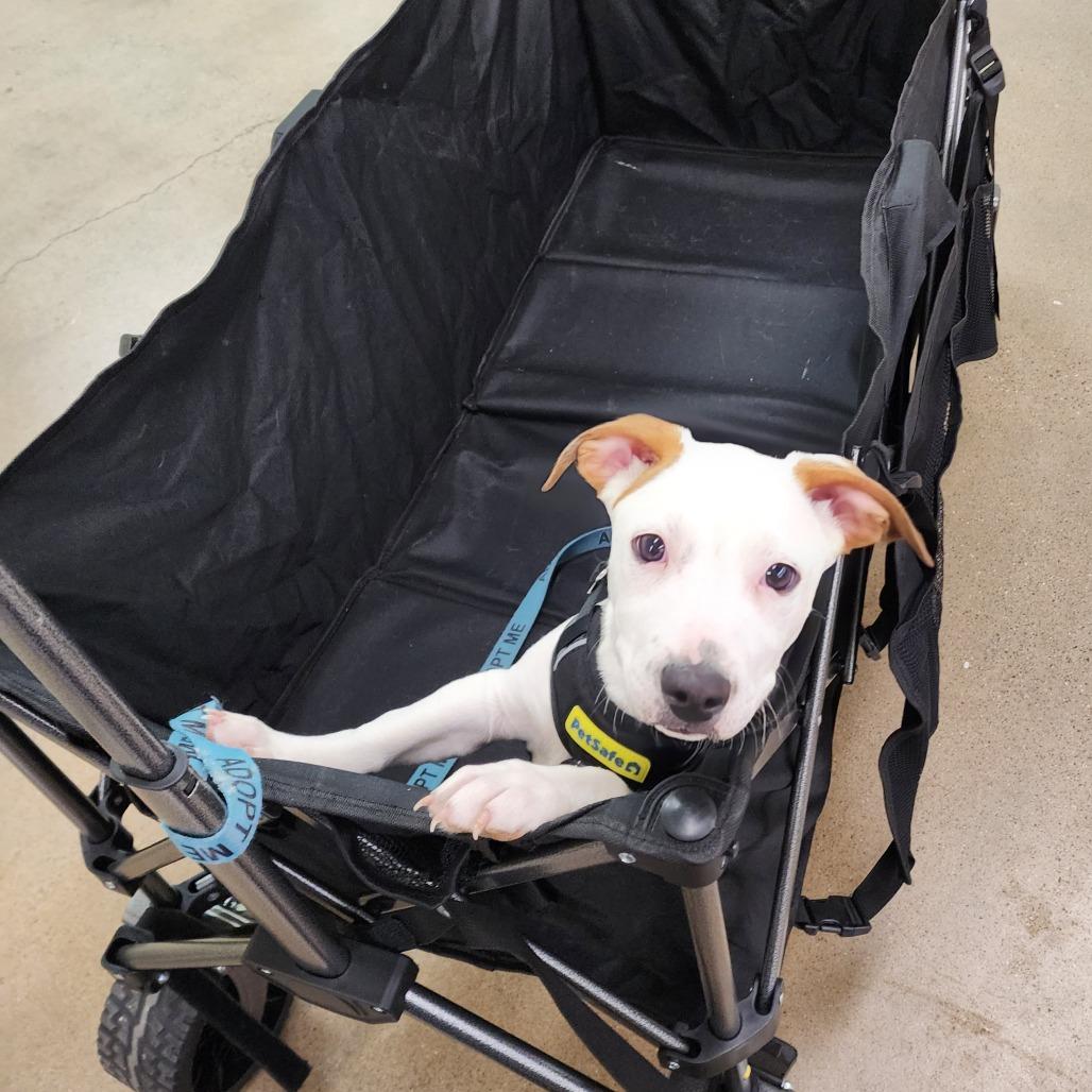 Enlarge Suir, a Adoptable mixed breed in Boulder, CO image 3/5