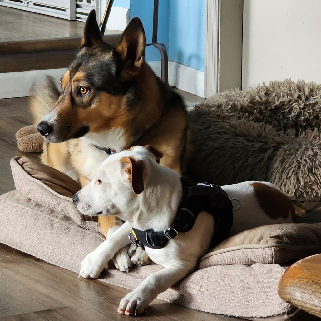 Enlarge Suir, a Adoptable mixed breed in Boulder, CO image 4/5
