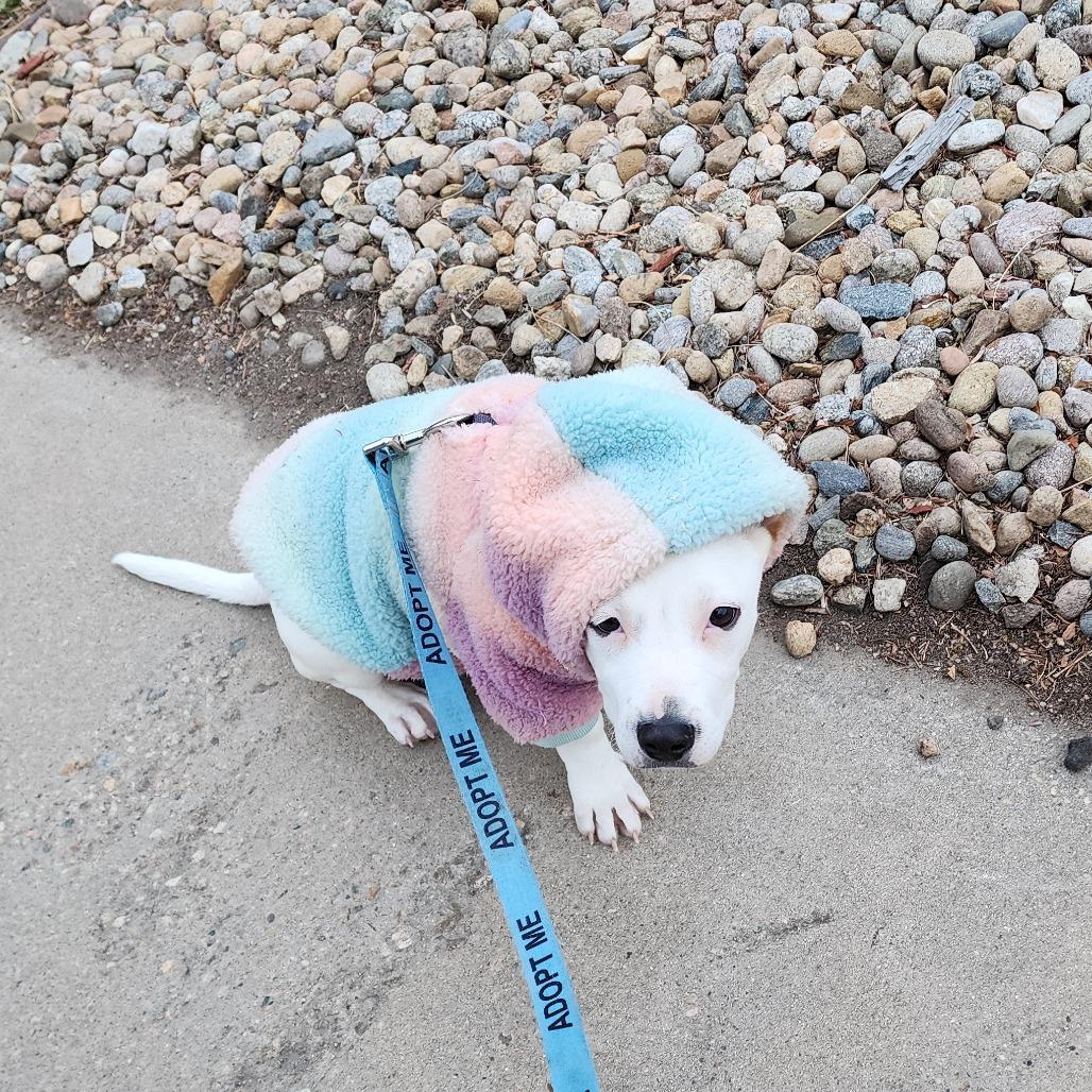 Enlarge Suir, a Adoptable mixed breed in Boulder, CO image 5/5