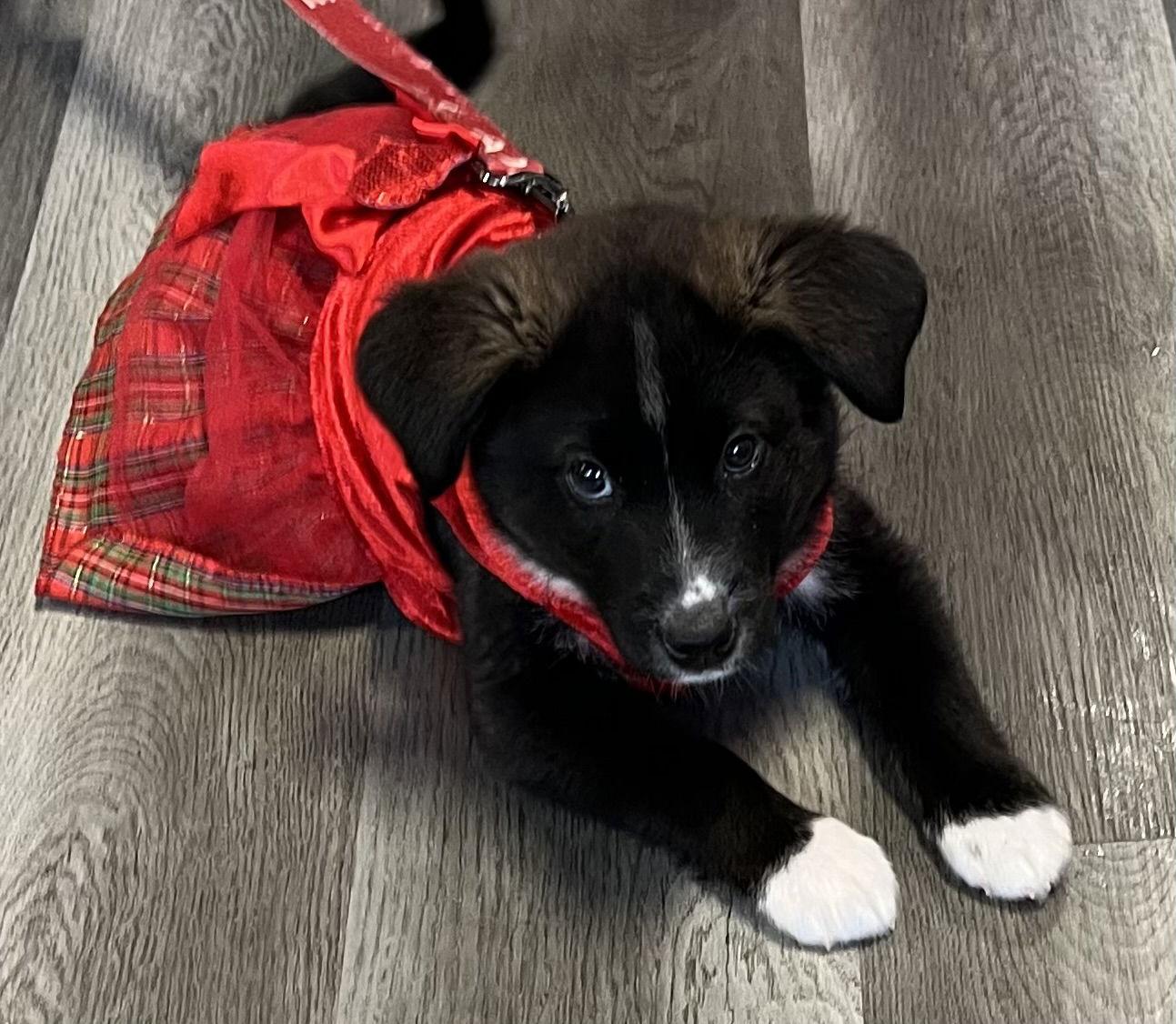 NYX, a Adoptable mixed breed image 1/3