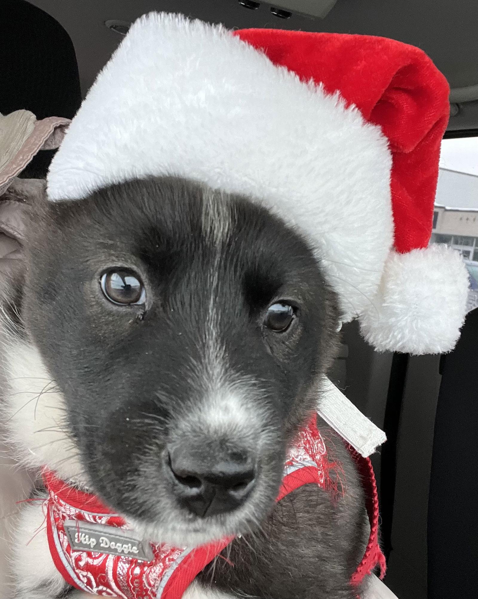 NYX, a Adoptable mixed breed image 2/3