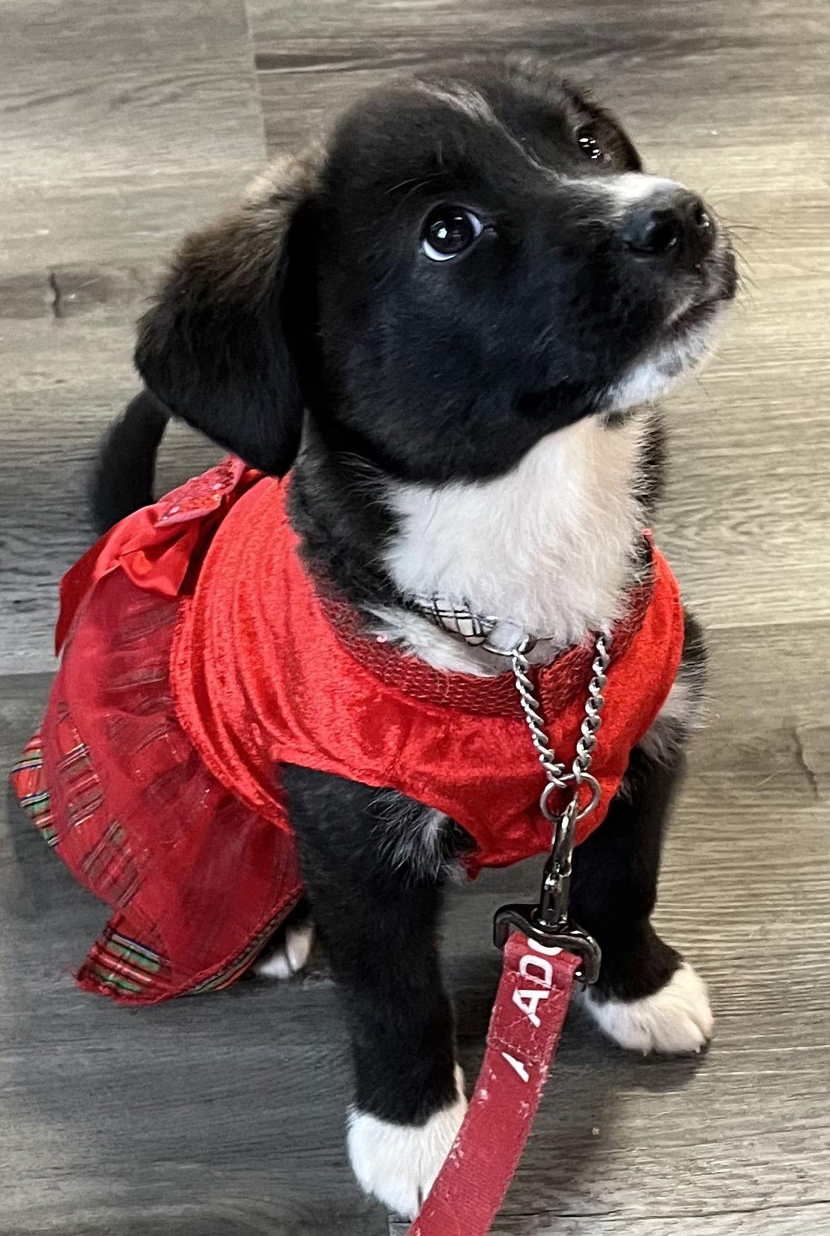 NYX, a Adoptable mixed breed image 3/3