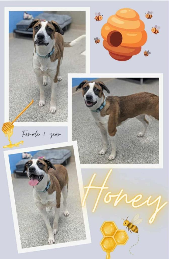 Enlarge Honey, a Adoptable mixed breed in Blountville, TN image 1/2