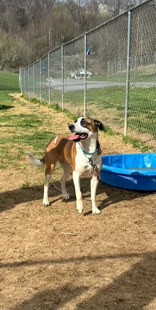 Enlarge Honey, a Adoptable mixed breed in Blountville, TN image 2/2