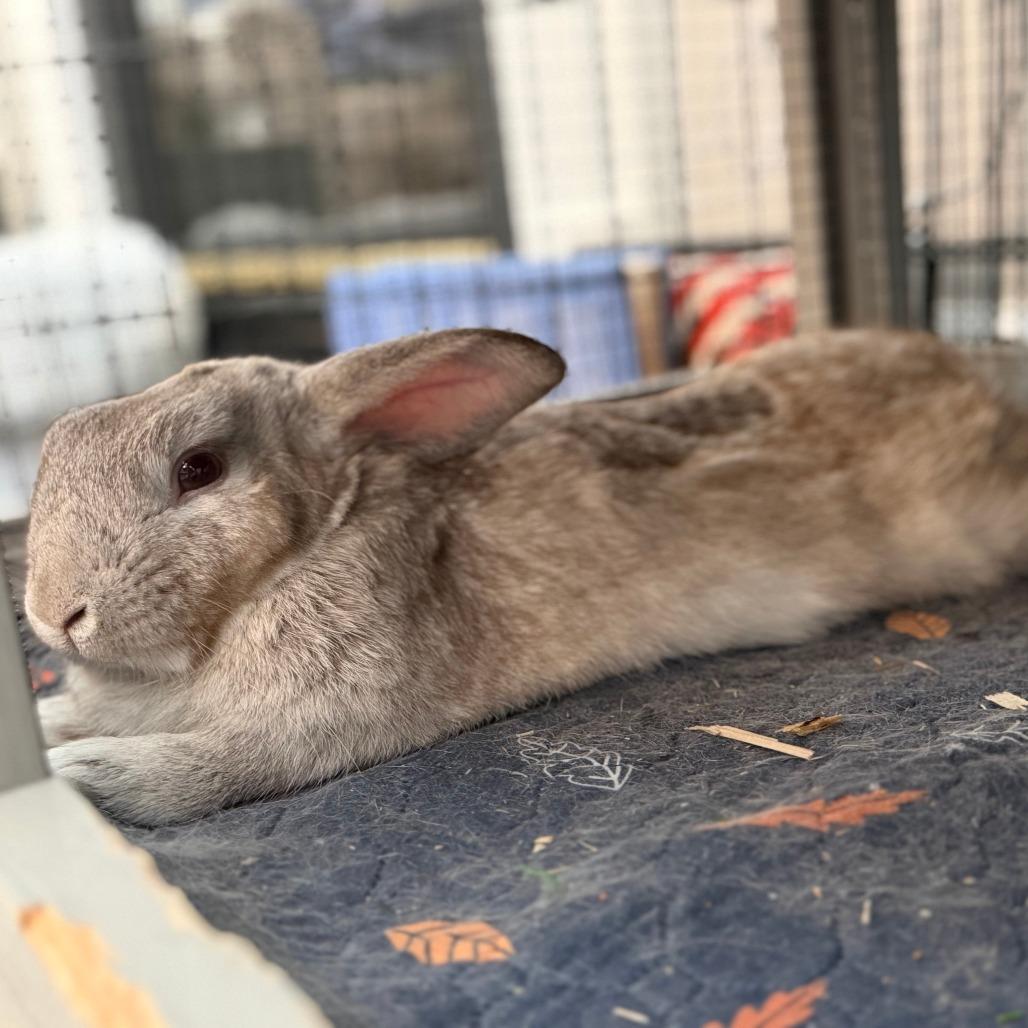 Enlarge Milo, a Adoptable American in Colfax, NC image 1/5