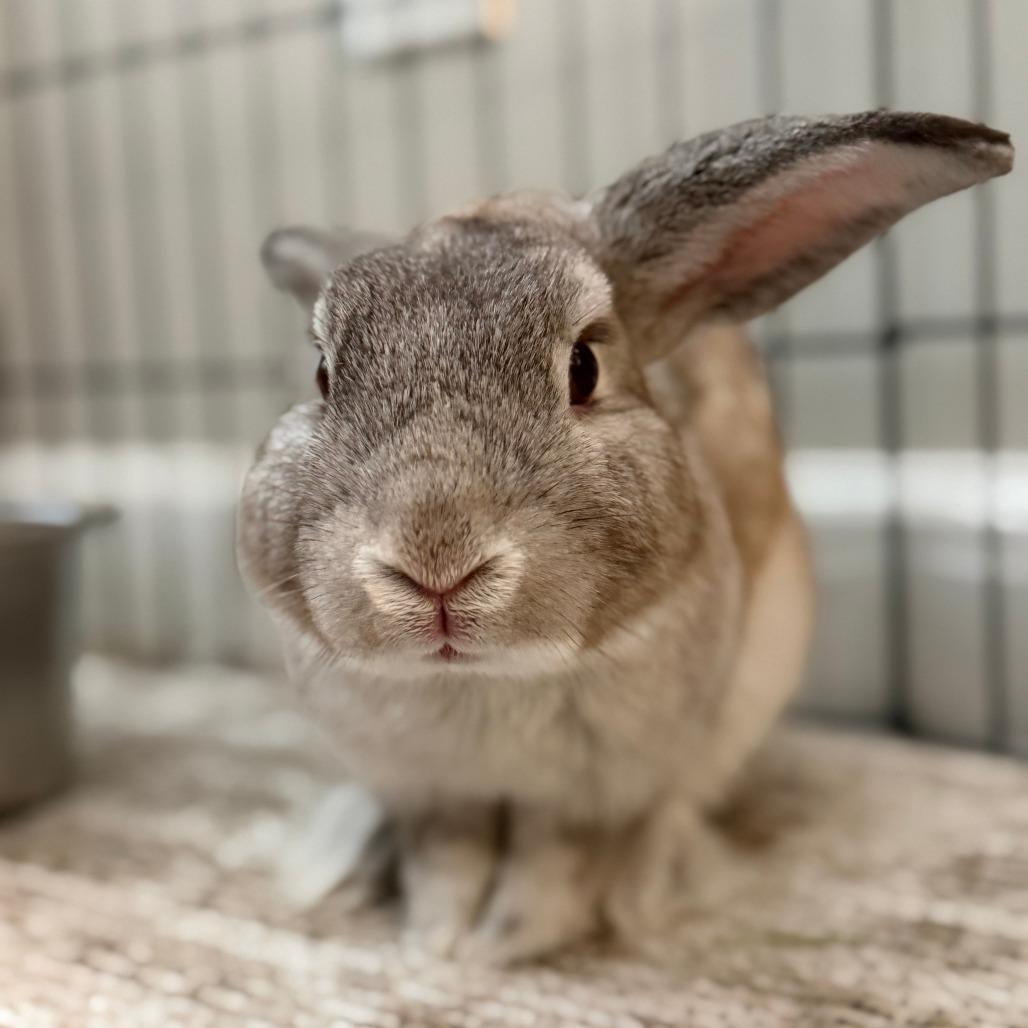 Enlarge Milo, a Adoptable American in Colfax, NC image 2/5