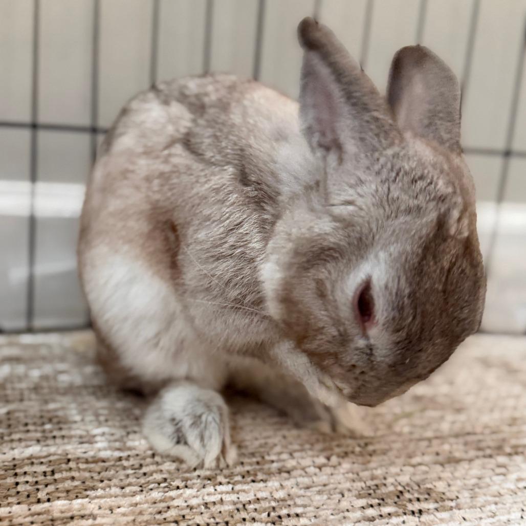 Enlarge Milo, a Adoptable American in Colfax, NC image 3/5