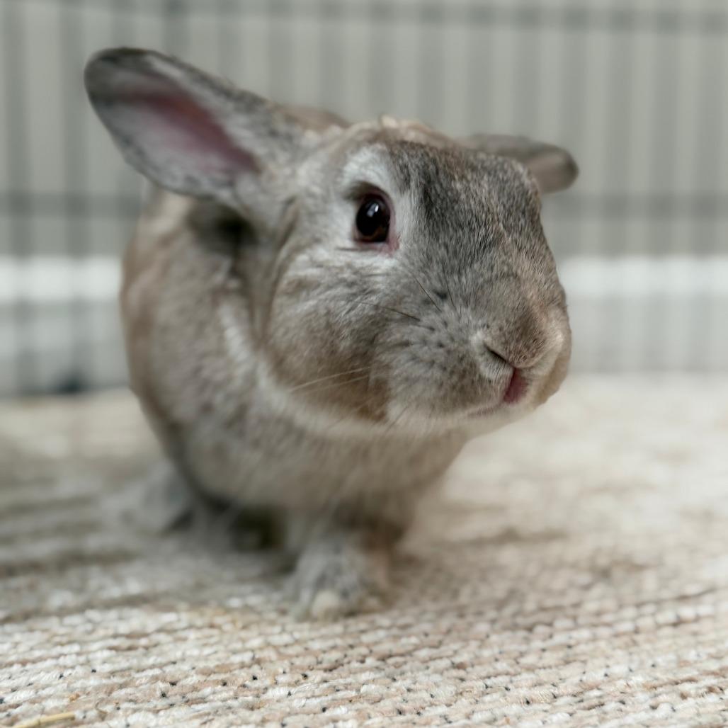 Enlarge Milo, a Adoptable American in Colfax, NC image 5/5