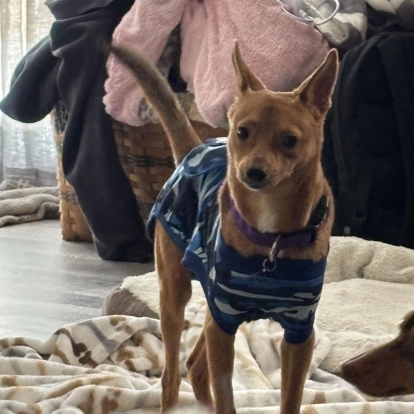 Enlarge Victor, a Adoptable mixed breed in PITTSBURGH, PA image 2/3