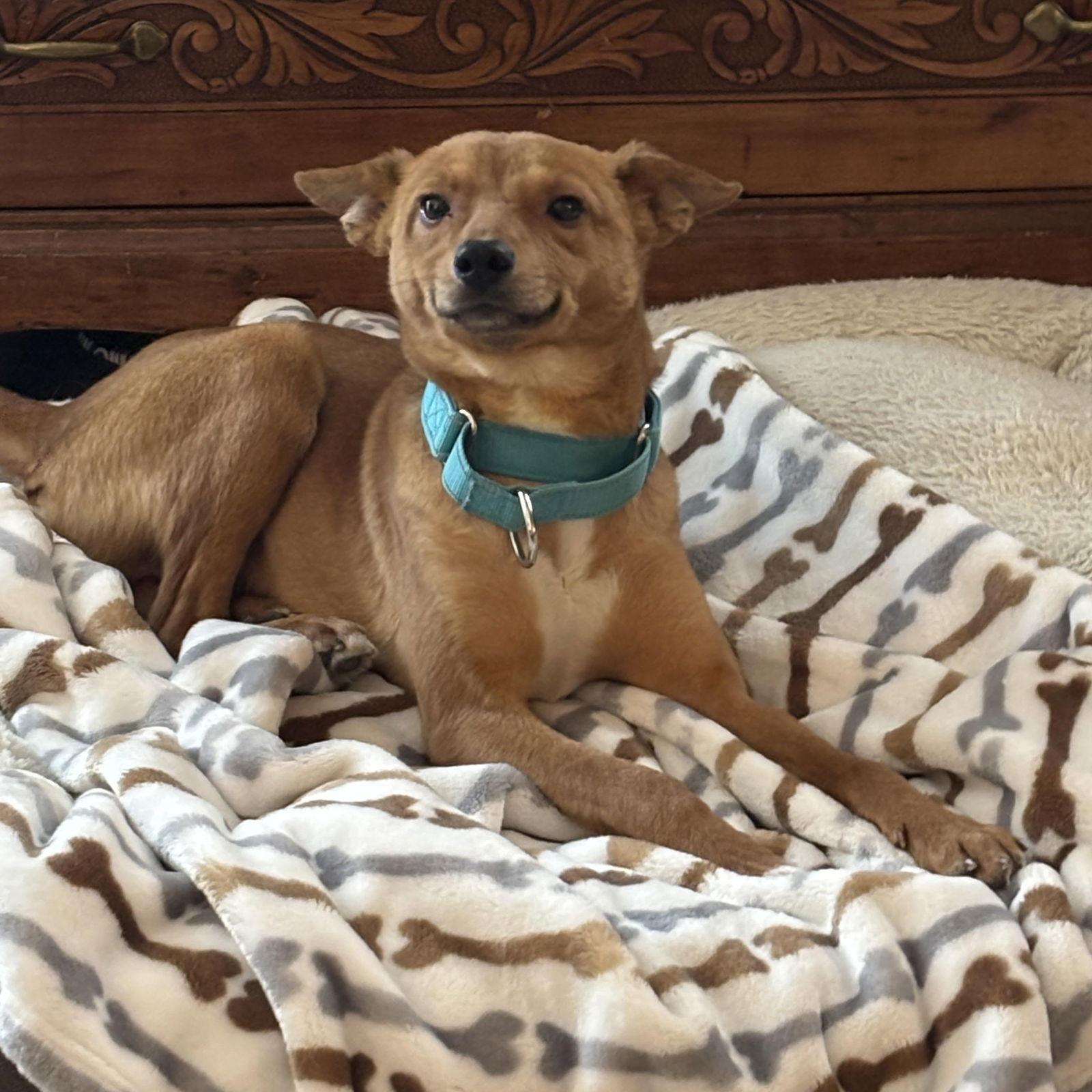 Enlarge Victor, a Adoptable mixed breed in PITTSBURGH, PA image 3/3