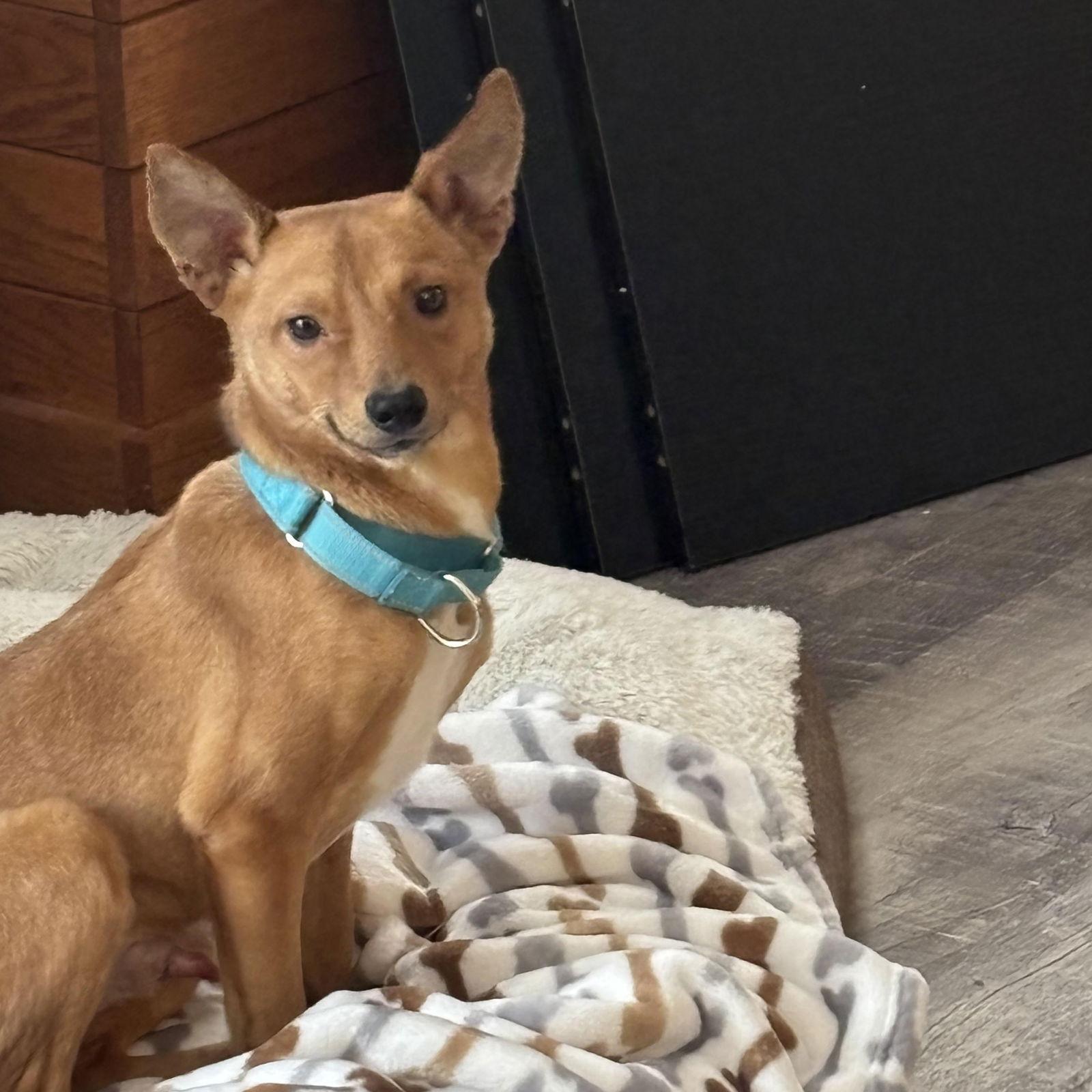 Victor, Adoptable, Young Male Chihuahua & German Shepherd Dog.