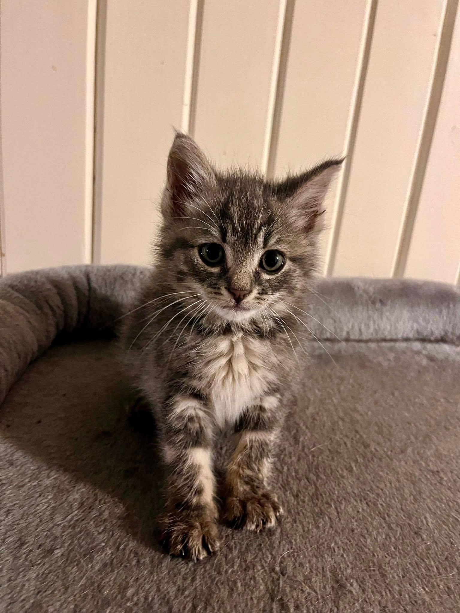 Enlarge The T Litter - Tilly, a Adoptable mixed breed in Mattoon, IL image 1/2